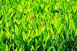 葉子,綠色,背光