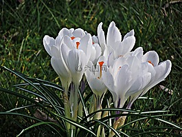 花,krokus,春
