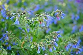 粗康弗里,花,蓝色