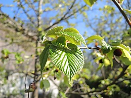 珙桐,花園,春天