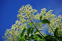 平复,白,鲜花
