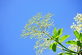老芽,芽,黑接骨木