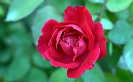 紅玫瑰,頂視圖,花