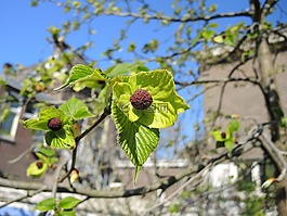 珙桐,花園,春天