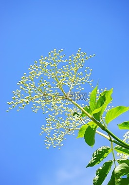 老芽,芽,黑接骨木