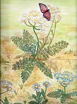 蝴蝶,自然,鮮花