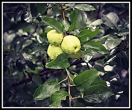 野生,蘋果,樹