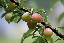野生,李子,梅花