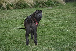 狗,charpei,犬
