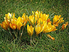 krokus,鲜花,黄色
