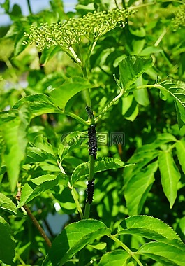 黑接骨木蚜虫,虱子,害虫