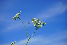 尖 山蘿卜,花序,鮮花