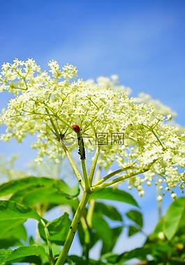 害虫,鼠患,虱子