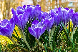 藏紅花,開(kāi)花,花