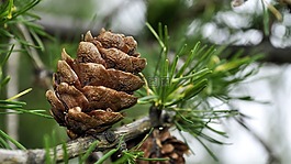 落葉松,松塔,iglak