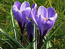 krokus,鲜花,黄色