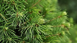 iglak,灌木,植物