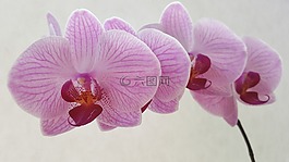 蘭花,蝴蝶,花