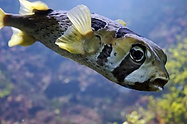 河豚鱼,珊瑚礁,海底世界