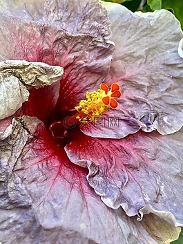 ibisco,灰色花瓣,花园