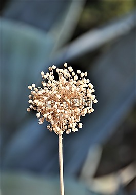 性質(zhì),野生花卉,植物