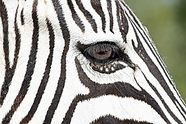 斑馬,野生動物,納米比亞