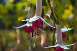 開(kāi)花,粉紅色,春天
