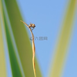 飛,昆蟲,高度
