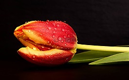 郁金香,鮮花,綠色