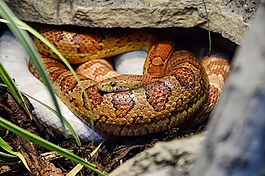 玉米蛇,pantherophis,鱯