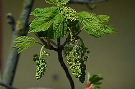 楓葉,開花,葉子