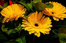 植物區(qū)系,花,自然