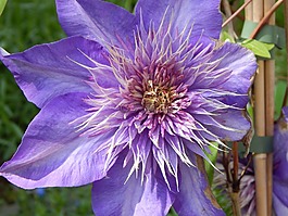 花,鐵線蓮,花園