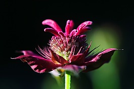 beebalm,花,紫色