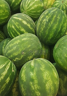 西瓜,瓜,無核