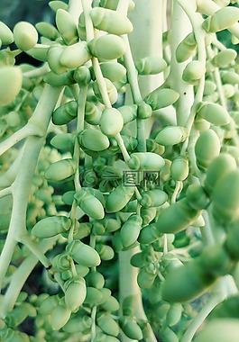 檳榔,棕櫚,兒茶