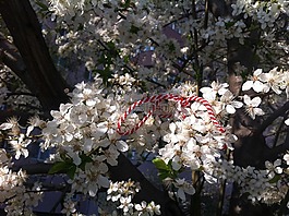 martisor,春天,鲜花