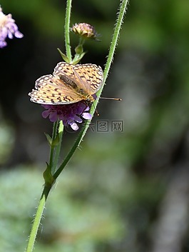 蝴蝶,關(guān)閉,開花