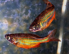 魚,彩虹,斑馬