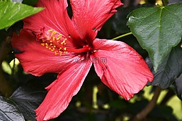 芙蓉,粉紅色,開花