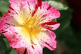 花,粉紅色,植物區(qū)系