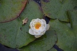 睡莲,开花,白