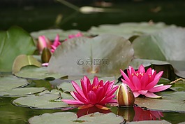 水百合,粉紅色,花