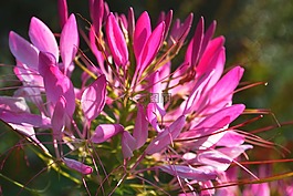 陽光,開花,美