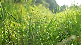 草,草甸,草甸草地