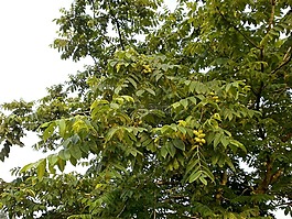 胡桃樹(shù),核桃,核桃碎