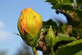芽,黃色,開花