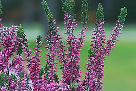 希瑟,植物,秋