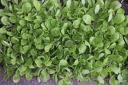 苗,生菜,蔬菜