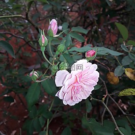 玫瑰,羅莎,性質(zhì)